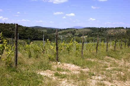 Vigneto clos de madeleine