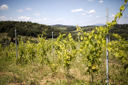 Vigneto clos de madeleine