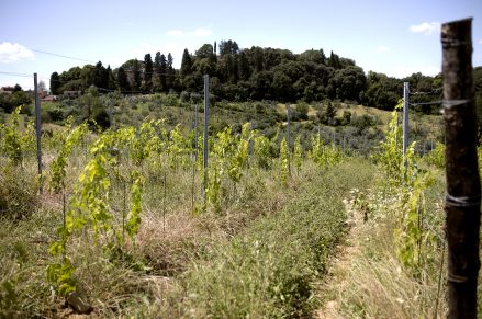 Vigneto clos de madeleine