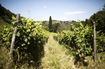 Vigneto il Piano