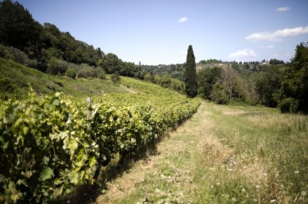 Vigneto il Piano