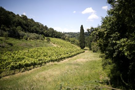 Vigneto il Piano e vigneto sotto il Bosco