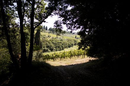 Vigneto il Piano e vigneto sotto il Bosco