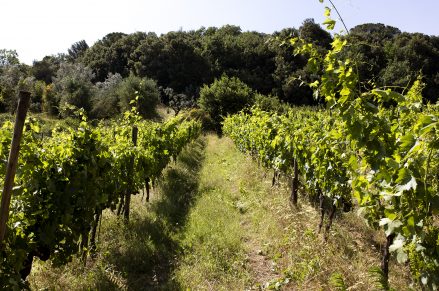 Vigneto il Piano e vigneto sotto il Bosco